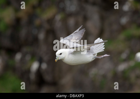 Fulmar; Fulmarus Cyclopoida; im Flug; Shetland; UK Stockfoto