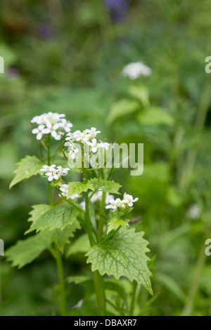 Knoblauch-Senf; Alliaria Petiolata; in Blüte; Cornwall; UK Stockfoto