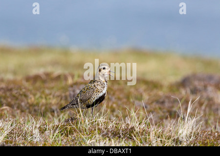 Goldregenpfeifer; Pluvialis Apricaria; Shetland; Sommer; UK Stockfoto