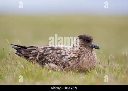 Great Skua; Stercorarius Skua; Shetland; UK Stockfoto