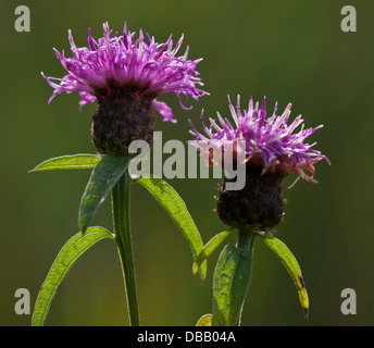 Gemeinsamen Flockenblume (Centaurea Nigra), auch bekannt als schwarze Flockenblume Stockfoto