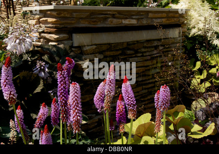Primula vialii Stockfoto