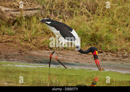 Gesattelt-billed Storch Angeln an einem lokalen Teich. Stockfoto