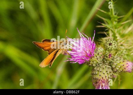 Kleine Skipper Butterfly Fütterung auf Creeping Thistle Stockfoto