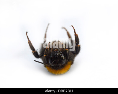 Eine tote Hummel liegt auf dem Rücken. Stockfoto