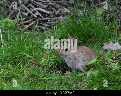 Eine winzig kleine Baby Kaninchen in den Rasen. Stockfoto