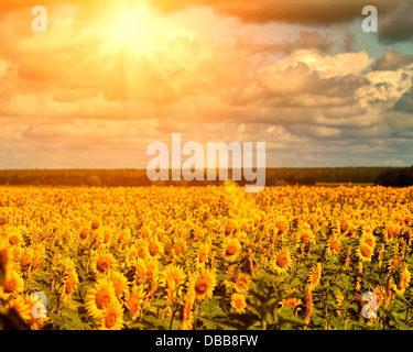 Goldene Sonne über die Sonnenblumenfelder, Naturlandschaft Stockfoto