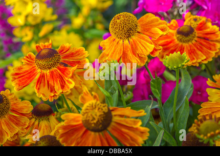 Helenium Display RHS Tatton show Stockfoto