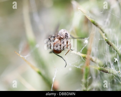 Fliege im Spinnennetz gefangen Stockfoto