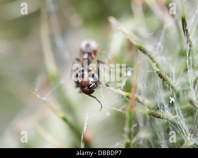 Fliege im Spinnennetz gefangen Stockfoto