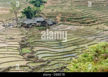 Holzhütten und Reisfeld in Sapa Bezirk, Vietnam Stockfoto