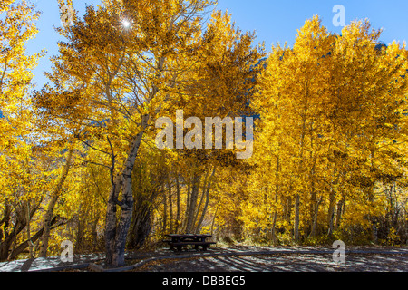 Herbst Farben und einen Picknicktisch am Silbersee im June Lake Loop in June Lake Kalifornien in die östliche Sierra Nevada Stockfoto