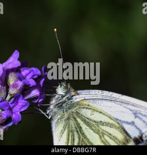 Kleiner weißer Schmetterling auf Lavendel Stockfoto