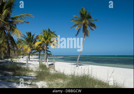 PALM BÄUME SMATHERS BEACH KEY WEST FLORIDA USA Stockfoto