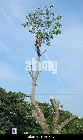 Ein Baumpfleger oder Baumpfleger am Arbeitsplatz Fällen eines Baumes Stockfoto
