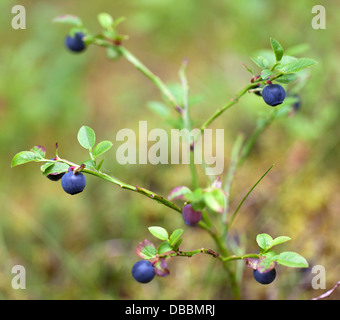 Wilde Heidelbeeren, Lentiira, Finnland Stockfoto