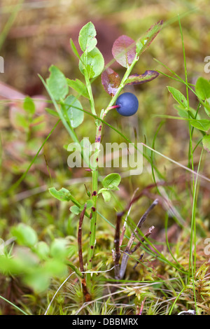 Wilde Heidelbeeren, Lentiira, Finnland Stockfoto