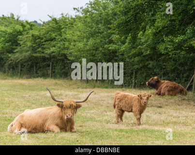 Familie von Hochlandrindern ruht in Wiese Stockfoto