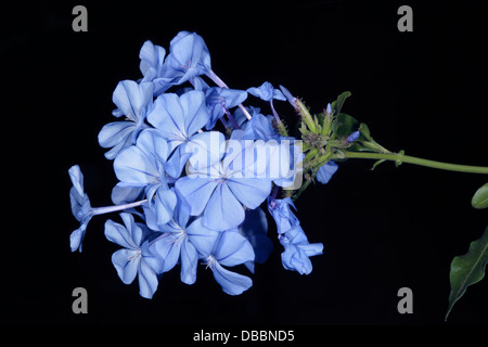 Nahaufnahme von Graphit / Leadwort / Cape Leadwort Blume Kopf - Plumbago Auriculata - Familie Plumbaginaceae Stockfoto