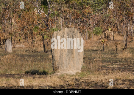 magnetischen Termitenhügel im Litchfield National Park, Australien Stockfoto