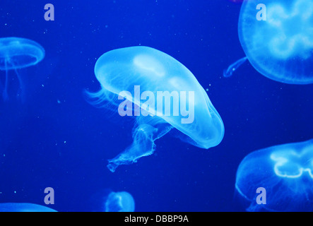 Fische, Fische, Quallen, Closeup, Korallen, isoliert, aquatische, tropischen, blauer Hintergrund, u-Boot, Spanien, Gelee, beleuchtet, Div Stockfoto