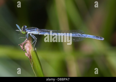 Eine winzige Damselfly, vielleicht eine östliche Widłogon, Weiblich, Ischnura verticali Stockfoto