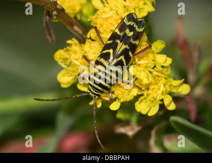 Eine Heuschrecke Borer, Megacyllene Robiniae, auf Goldrute Blumen Stockfoto