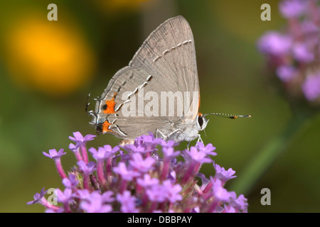 Ein kleiner Schmetterling, grau Zipfelfalter, auf brasilianischen Eisenkraut, Strymon melinus Stockfoto