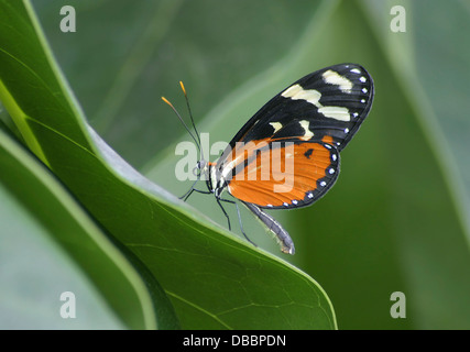 Einen bunten Schmetterling, The Tiger Longwing, Melinaea Skylax, Longwing, Heliconius Stockfoto