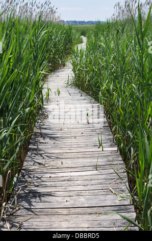 Promenade-Trail durch ein Sumpf auf Plum Island Stockfoto