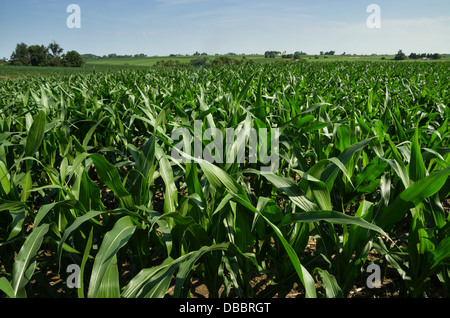 Iowa Kornfeld im Juli mit weit entfernten Bäumen und Wirtschaftsgebäude Stockfoto