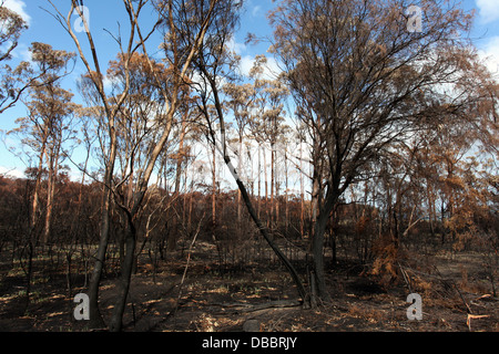 Bushfire Beschädigungen am Dunally in Tasmanien Stockfoto