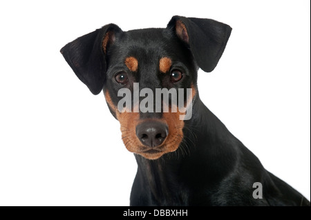 Deutscher Pinscher-Hund isoliert auf weiss Stockfoto