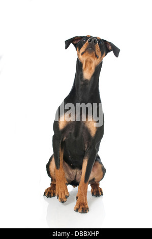 Deutscher Pinscher-Hund isoliert auf weiss Stockfoto