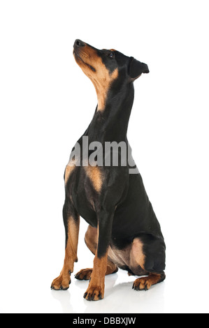 Deutscher Pinscher-Hund isoliert auf weiss Stockfoto