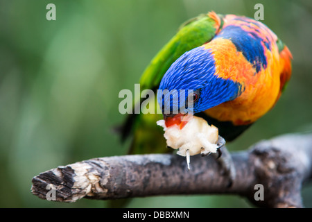 Eine Nahaufnahme der bunten Papageien füttern Stockfoto