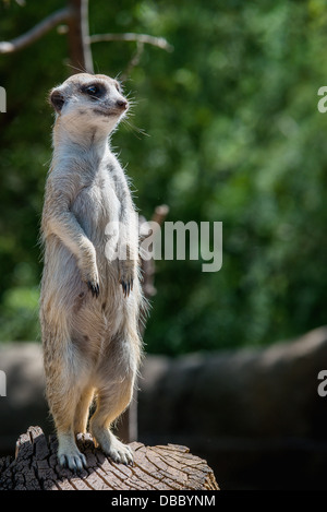 Ein Erdmännchen hält Wache, die auf der Suche nach Gefahr für seine Gemeinschaft Stockfoto