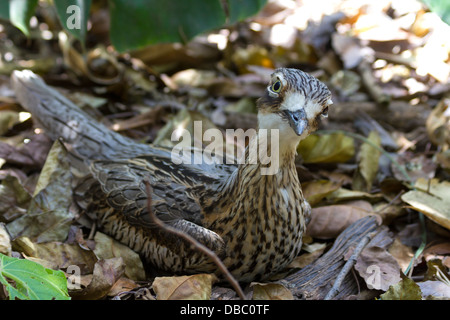 Nahaufnahme von einem Busch Stein-Brachvogel (Burhinus Grallarius), ein großer, Australian, Bodenwohnung Vogel. Stockfoto