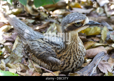 Nahaufnahme von einem Busch Stein-Brachvogel (Burhinus Grallarius), ein großer, Australian, Bodenwohnung Vogel. Stockfoto