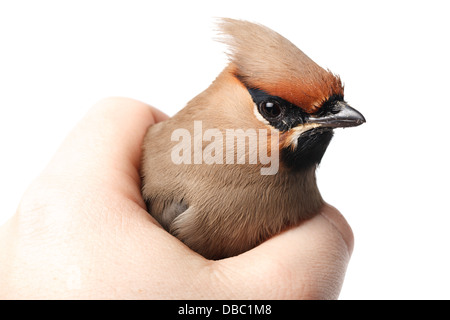 Bombycilla Garrulus, Seidenschwanz, im Studio vor einem weißen Hintergrund. Dieser Vogel stürzte in das Fensterglas und seine Flügel beschädigt Stockfoto