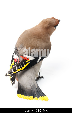 Bombycilla Garrulus, Seidenschwanz, im Studio vor einem weißen Hintergrund. Dieser Vogel stürzte in das Fensterglas und seine Flügel beschädigt Stockfoto