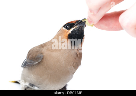 Bombycilla Garrulus, Seidenschwanz, im Studio vor einem weißen Hintergrund. Dieser Vogel stürzte in das Fensterglas und seine Flügel beschädigt Stockfoto