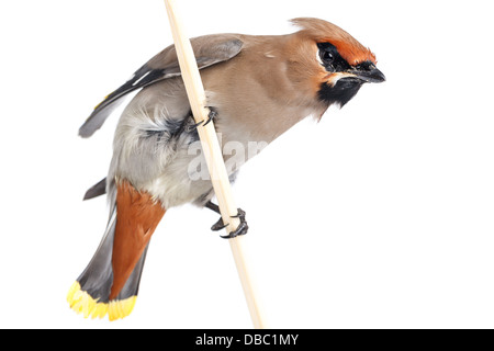 Bombycilla Garrulus, Seidenschwanz, im Studio vor einem weißen Hintergrund. Dieser Vogel stürzte in das Fensterglas und seine Flügel beschädigt Stockfoto