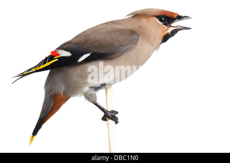 Bombycilla Garrulus, Seidenschwanz, im Studio vor einem weißen Hintergrund. Dieser Vogel stürzte in das Fensterglas und seine Flügel beschädigt Stockfoto