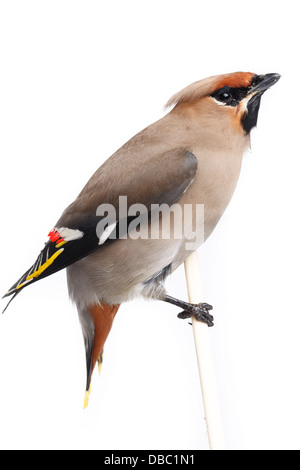 Bombycilla Garrulus, Seidenschwanz, im Studio vor einem weißen Hintergrund. Dieser Vogel stürzte in das Fensterglas und seine Flügel beschädigt Stockfoto