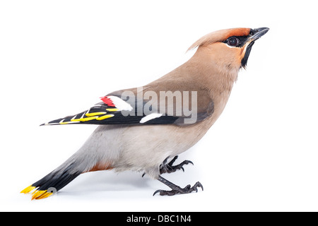 Bombycilla Garrulus, Seidenschwanz, im Studio vor einem weißen Hintergrund. Dieser Vogel stürzte in das Fensterglas und seine Flügel beschädigt Stockfoto