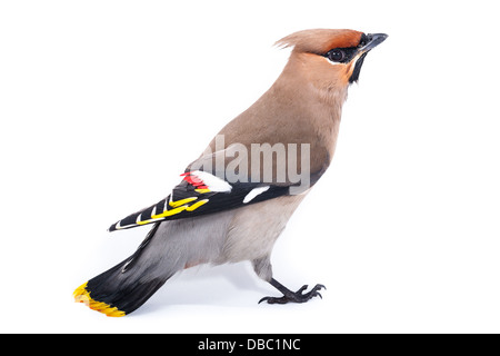 Bombycilla Garrulus, Seidenschwanz, im Studio vor einem weißen Hintergrund. Dieser Vogel stürzte in das Fensterglas und seine Flügel beschädigt Stockfoto