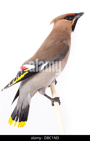 Bombycilla Garrulus, Seidenschwanz, im Studio vor einem weißen Hintergrund. Dieser Vogel stürzte in das Fensterglas und seine Flügel beschädigt Stockfoto