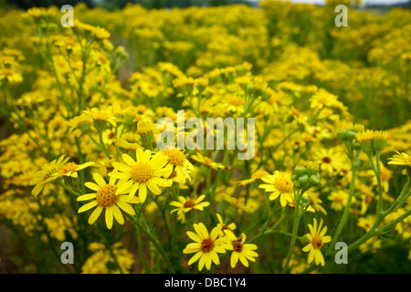 Gelbe Unkraut Rainfarn Tanacetum vulgare Stockfoto