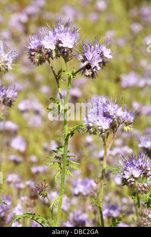 Die blühende Blume von Lacy Phacelia (Phacelia Tanacetifolia). Ort: Männliche Karpaty, Slowakei. Stockfoto